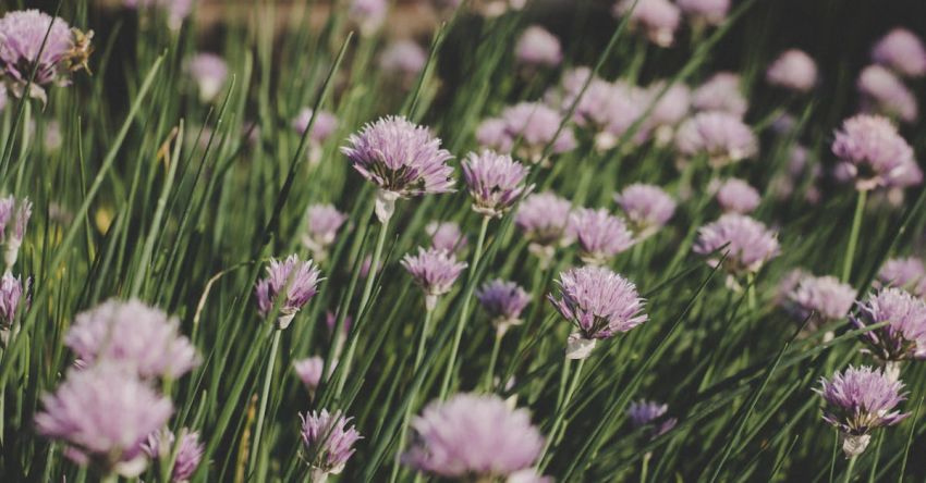 Seasonal Garden - Purple Flowers