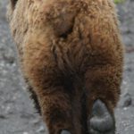 Running Routine - A brown bear walking on a gravel road