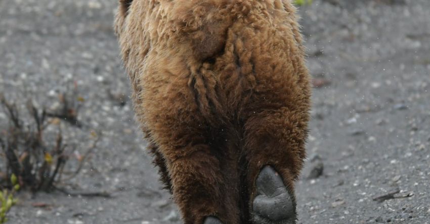 Running Routine - A brown bear walking on a gravel road